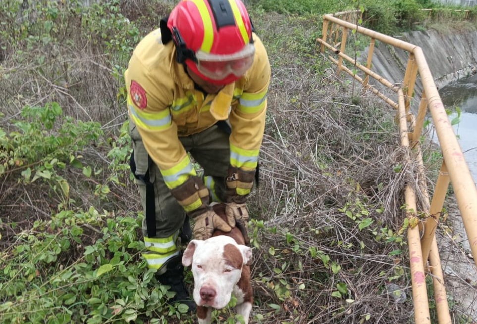 Perros fueron puestos a buen recaudo tras caer en una zanja